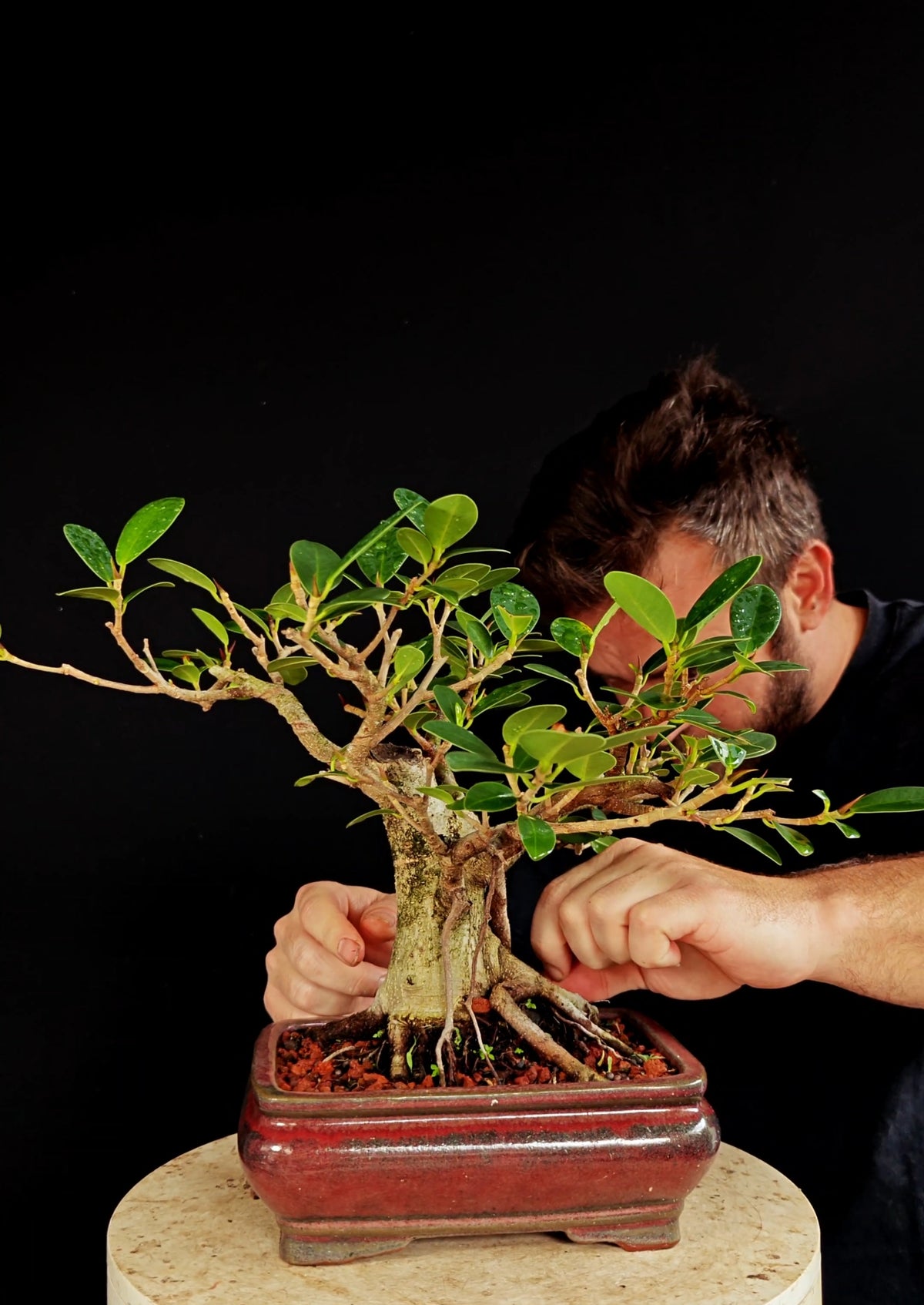 Ficus Microcarpa - 8 inch Glazed Rectangle