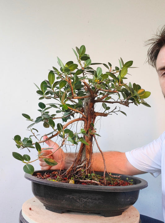 Green Island Ficus - 15 inch plastic pot