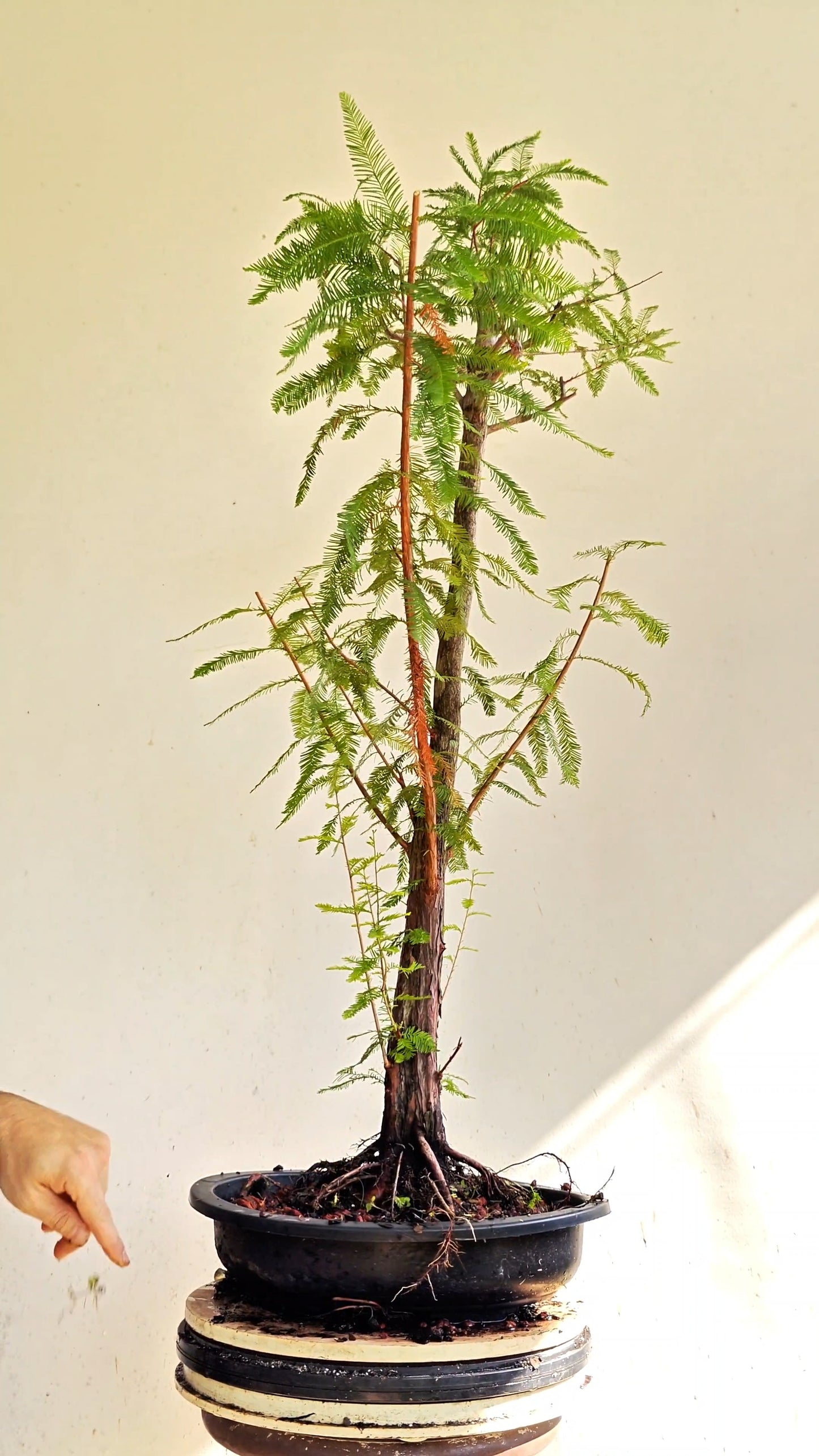 Bald Cyress Bonsai - 15 inch Plastic Pot