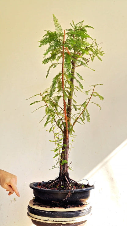 Bald Cyress Bonsai - 15 inch Plastic Pot