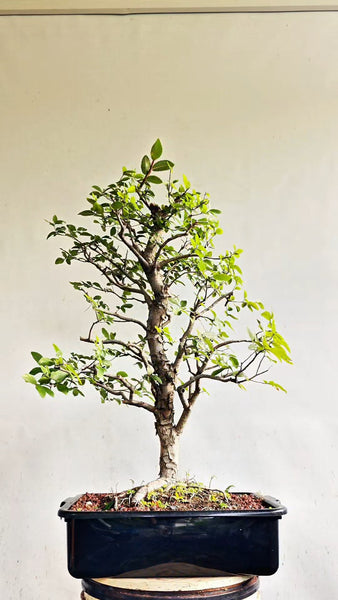 Cedar Elm Bonsai - 17 Inch Plastic Pot