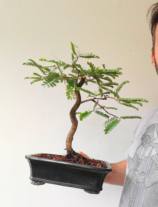 Tamarind Bonsai - 8 inch glazed pot