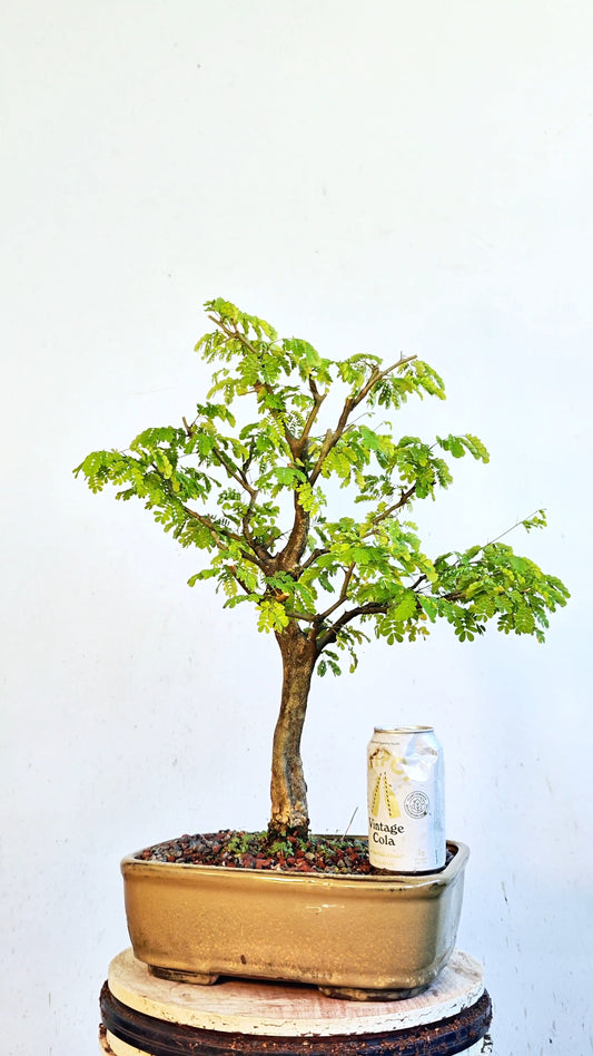 Thorny Brazilian Rain Tree - 12 inch glazed pot