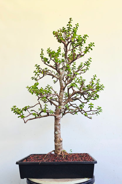 XL Dwarf Jade  - 15 Inch Shallow Plastic Tray