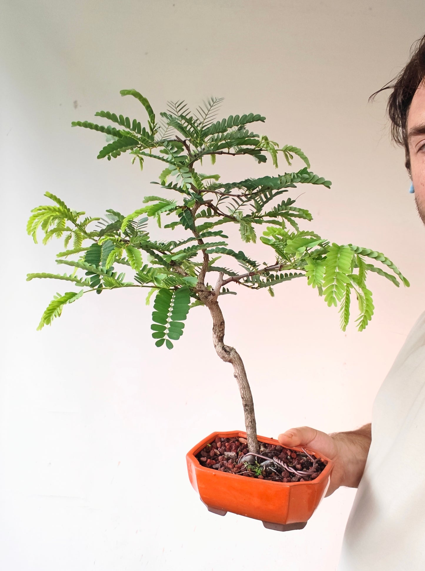 Tamarind Specimen Bonsai - 4 inch cement pot