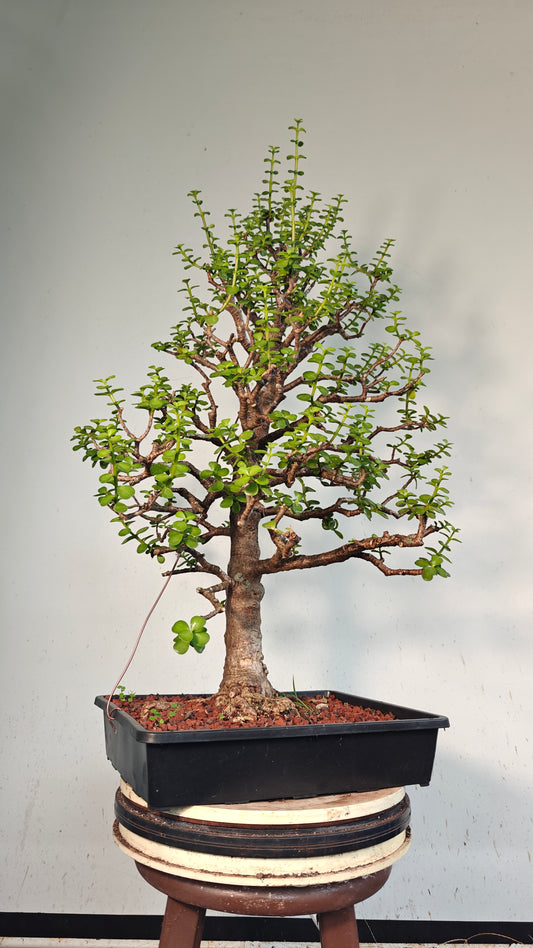 XL Dwarf Jade  - 15 Inch Shallow Plastic Tray