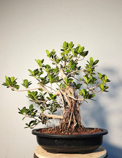 Green Island Ficus With Aerial Roots - 15 inch plastic pot