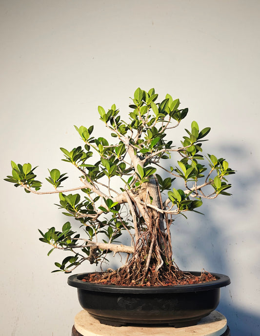 Green Island Ficus With Aerial Roots - 15 inch plastic pot