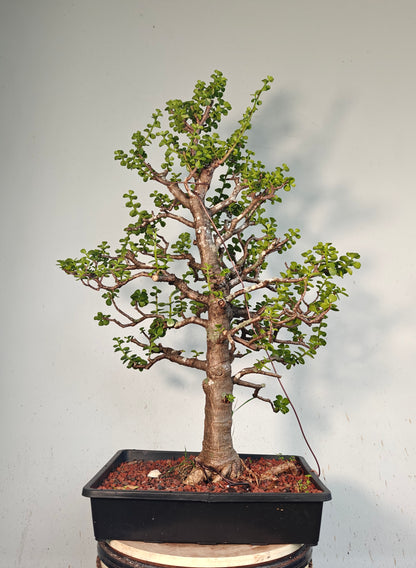 XL Dwarf Jade  - 15 Inch Shallow Plastic Tray