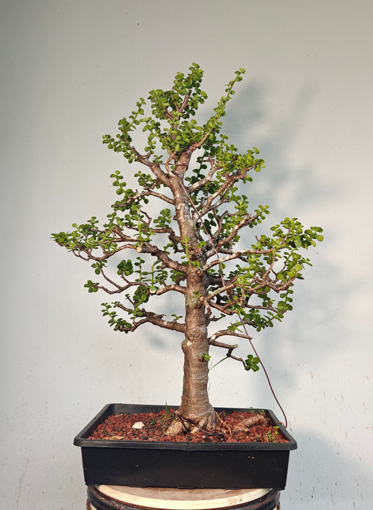 XL Dwarf Jade  - 15 Inch Shallow Plastic Tray