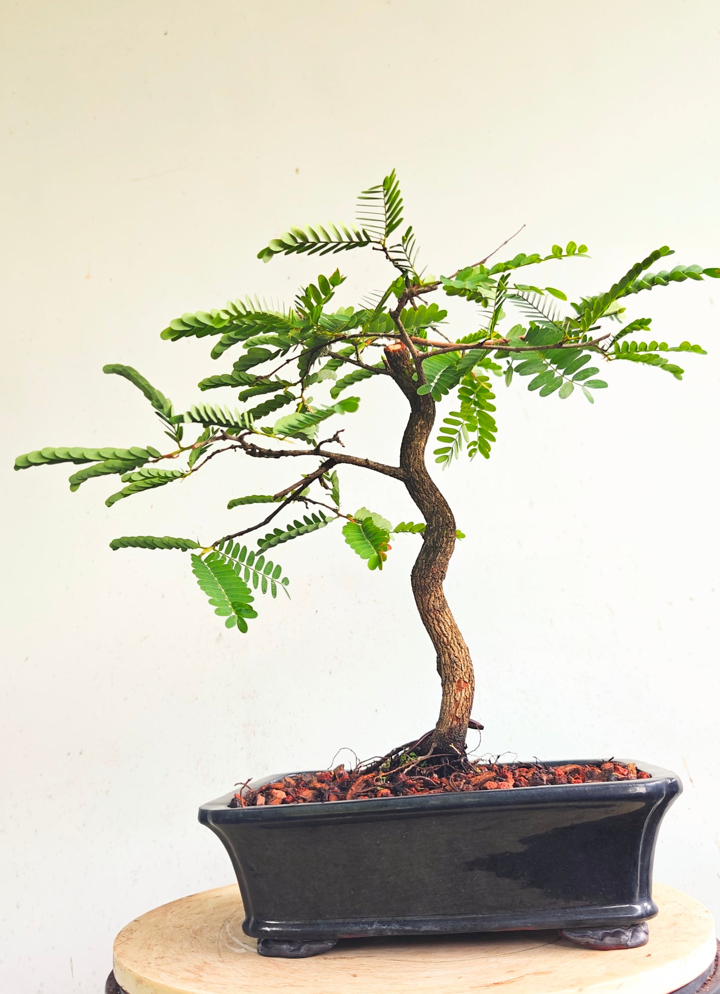 Tamarind Bonsai - 8 inch glazed pot