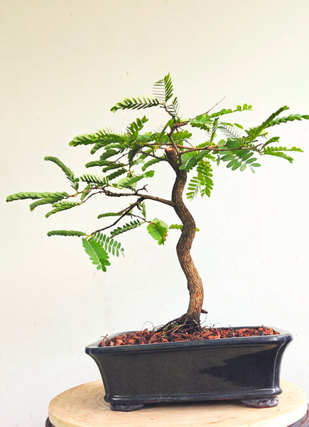 Tamarind Bonsai - 8 inch glazed pot