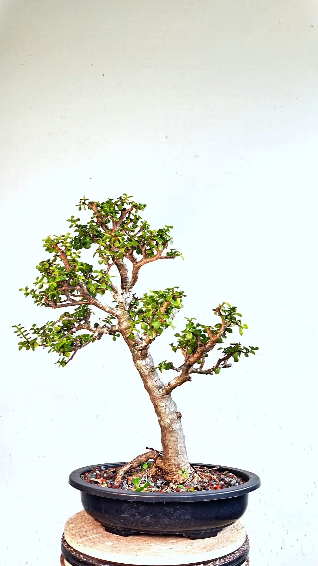 XL Dwarf Jade  - 15 Inch Plastic Bonsai Pot