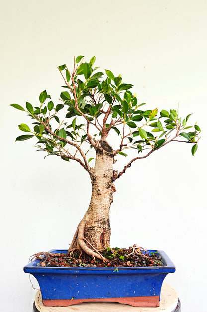 Tigerbark Ficus Bonsai - 12 inch pot