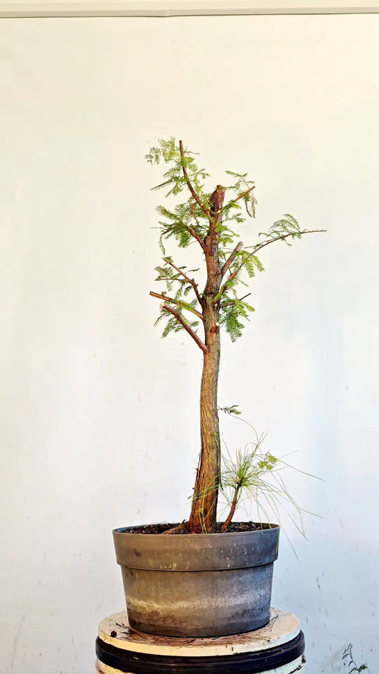 Bald Cyress Bonsai - 12 inch Plastic Pot