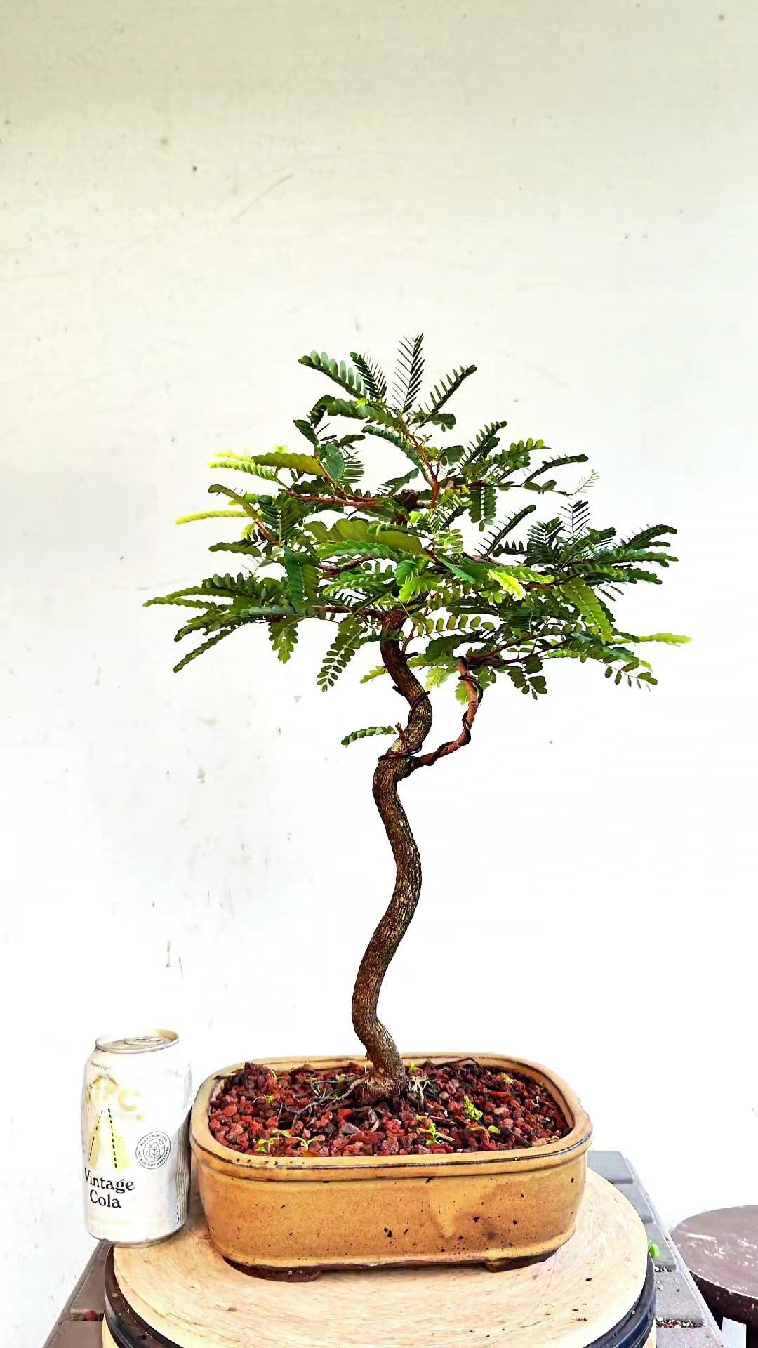 Tropical Tamarind Bonsai - 10 inch glazed pot