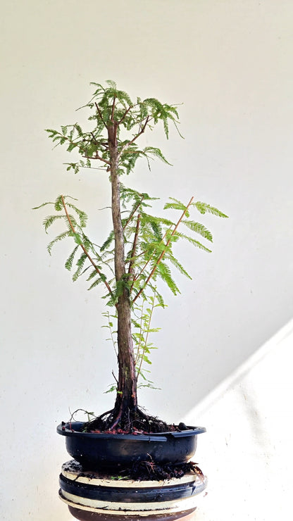 Bald Cyress Bonsai - 15 inch Plastic Pot