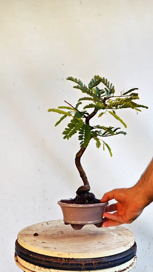 Tamarind Specimen Bonsai - 4 inch glazed pot