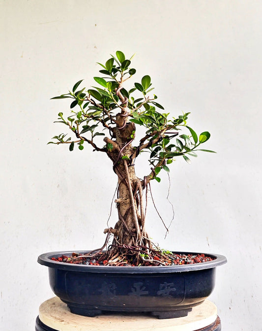 Green Island Ficus - 15 inch plastic pot