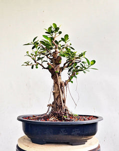 Green Island Ficus - 15 inch plastic pot