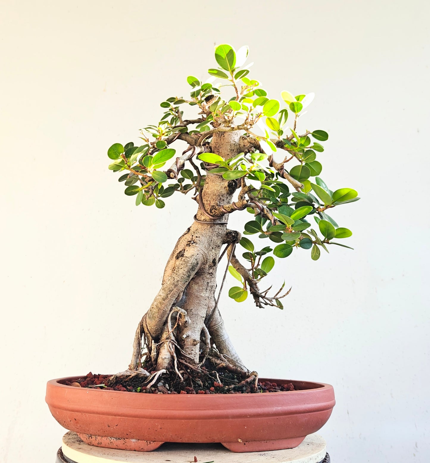 Green Island Ficus - Specimen Bonsai - 13 unglazed inch pot