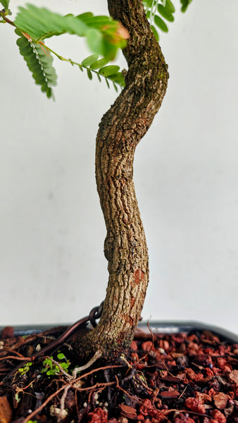 Tamarind Bonsai - 8 inch glazed pot