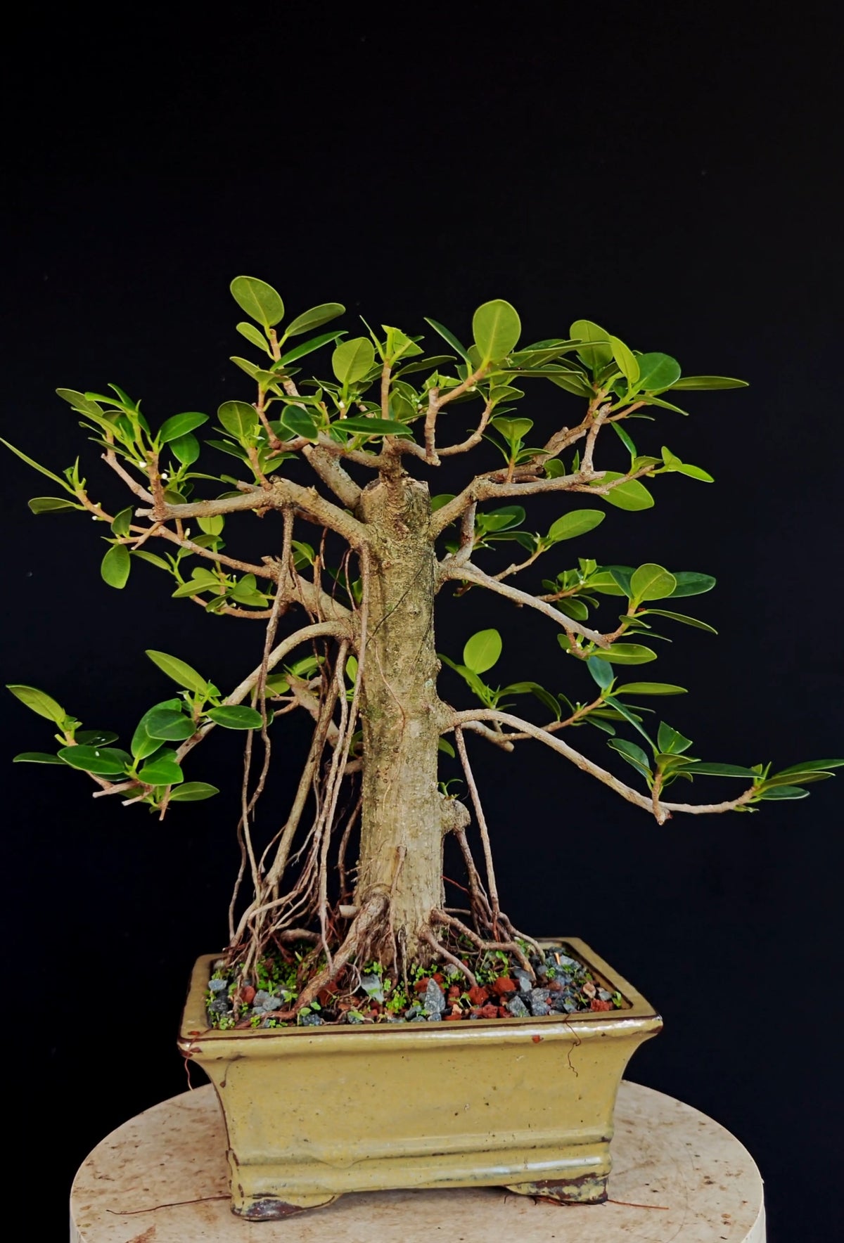 Ficus Microcarpa - 8 inch Glazed Rectangle