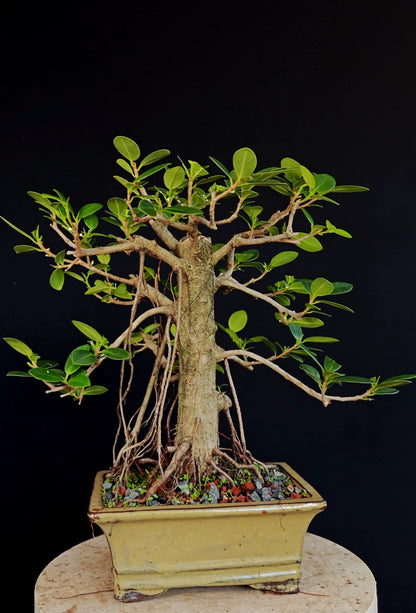 Ficus Microcarpa - 8 inch Glazed Rectangle