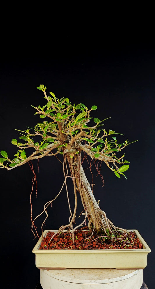 Green Island Ficus Specimen - 12 inch Shallow Glazed Rectangle