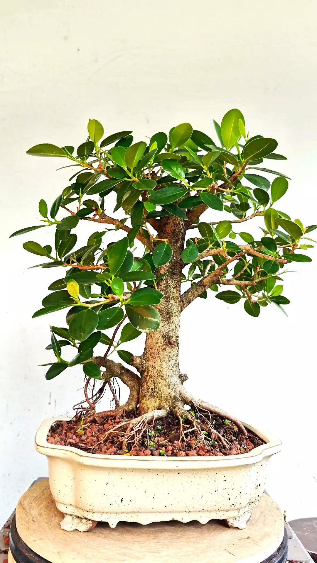 Ficus Microcarpa - Green Island Ficus - 12 inch Glazed Rectangle