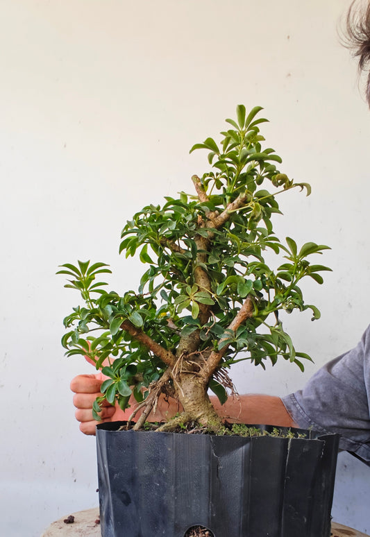 Dwarf Umbrella  Bonsai - 8 inch plastic container