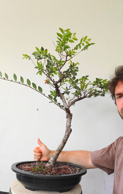 Chinese Elm