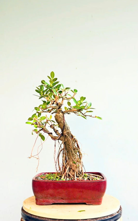 Green Island Ficus - Specimen Bonsai - glazed 10 inch pot