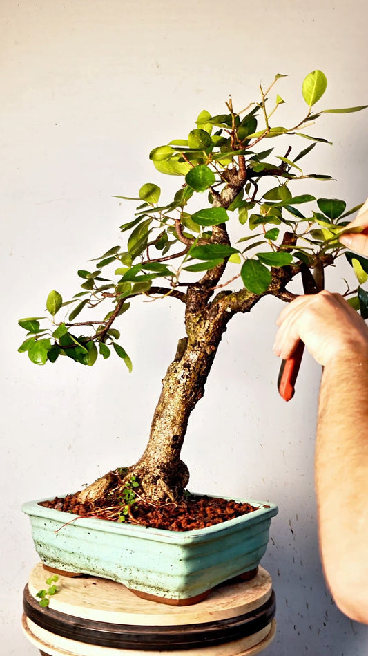 Ficus Natalensis Specimen Bonsai - 12 inch Glazed Rectangle