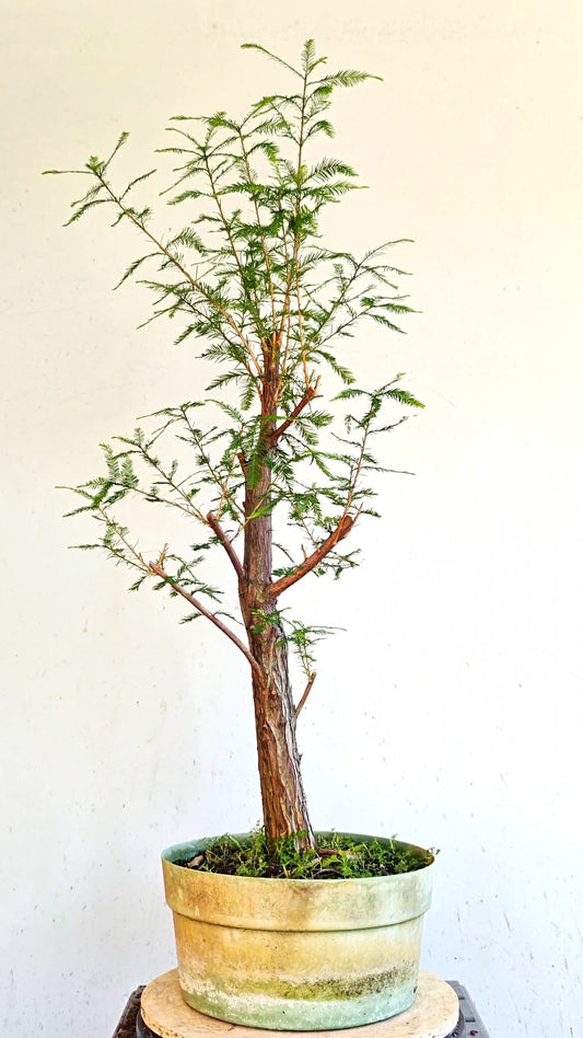 Bald Cyress Bonsai - 12 inch Plastic Pot