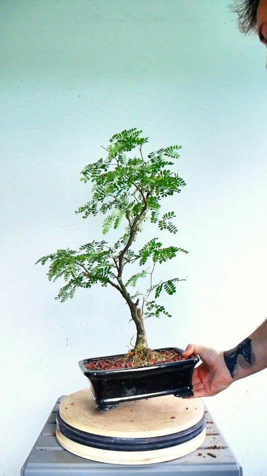 Thornless Flowering Brazilian Rain Tree - 8 Inch Glazed Pot