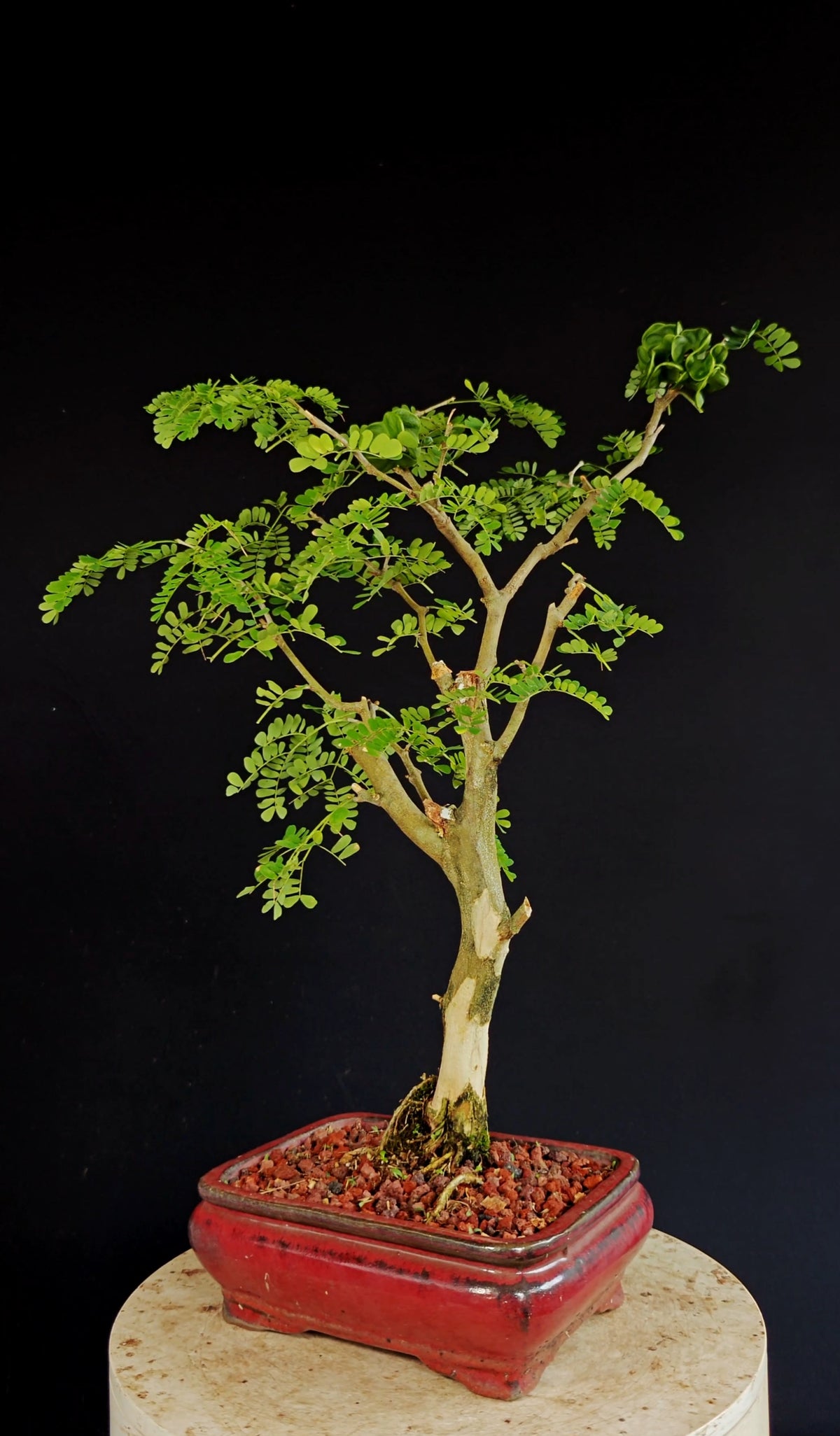 Thornless Flowering Brazilian Rain Tree - 8 Inch Glazed Bonsai Pot
