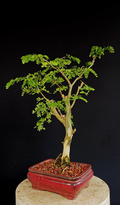 Thornless Flowering Brazilian Rain Tree - 8 Inch Glazed Bonsai Pot