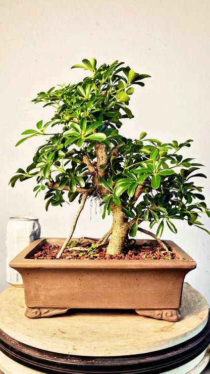 Dwarf Umbrella/Schefflera Bonsai - 10 inch unglazed pot