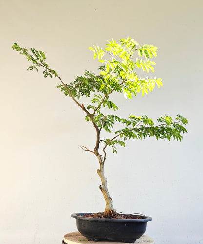 Thornless Flowering Brazilian Rain Tree - 15 Inch Plastic Pot
