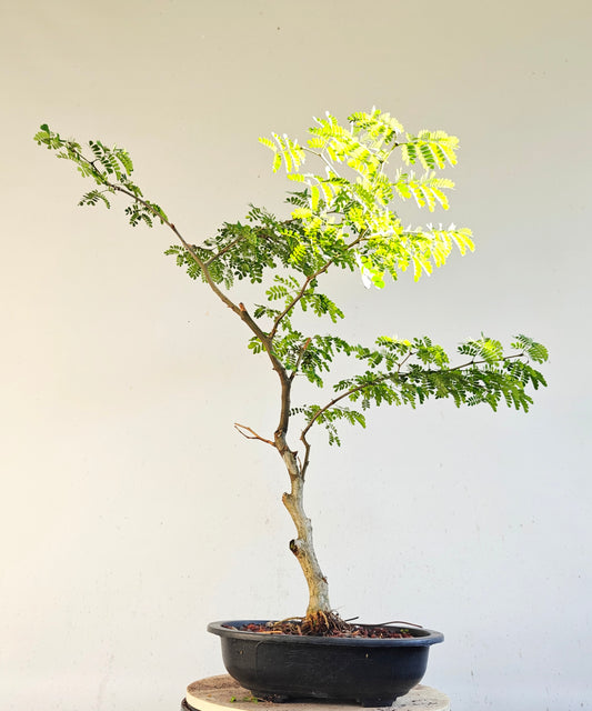 Thornless Flowering Brazilian Rain Tree - 15 Inch Plastic Pot