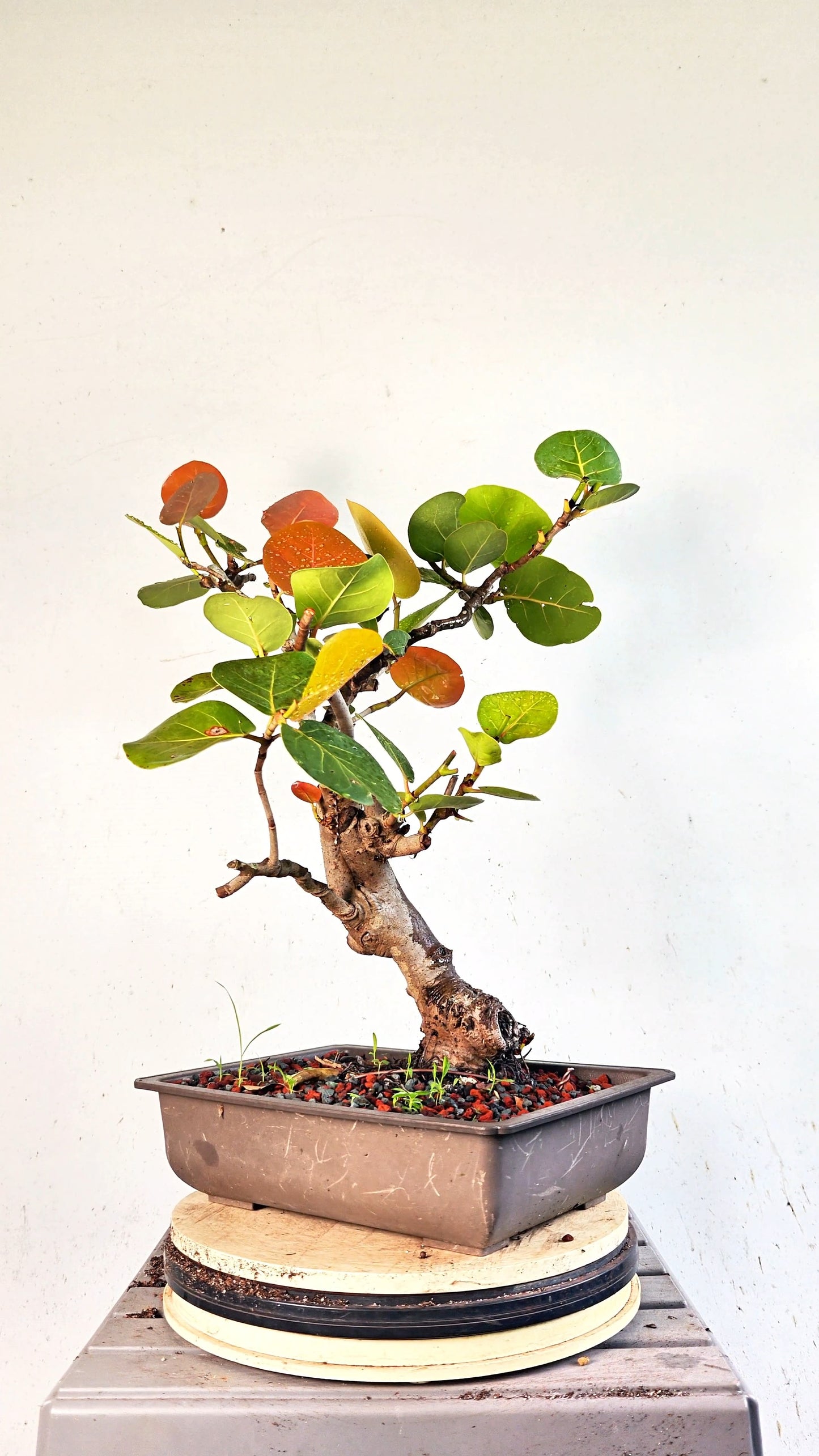 Sea Grape Bonsai -15 inch Plastic Pot