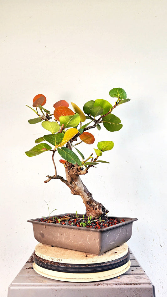 Sea Grape Bonsai -15 inch Plastic Pot