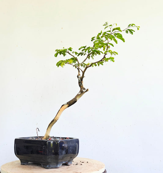 Thornless Flowering Brazilian Rain Tree - 7 Inch Pot