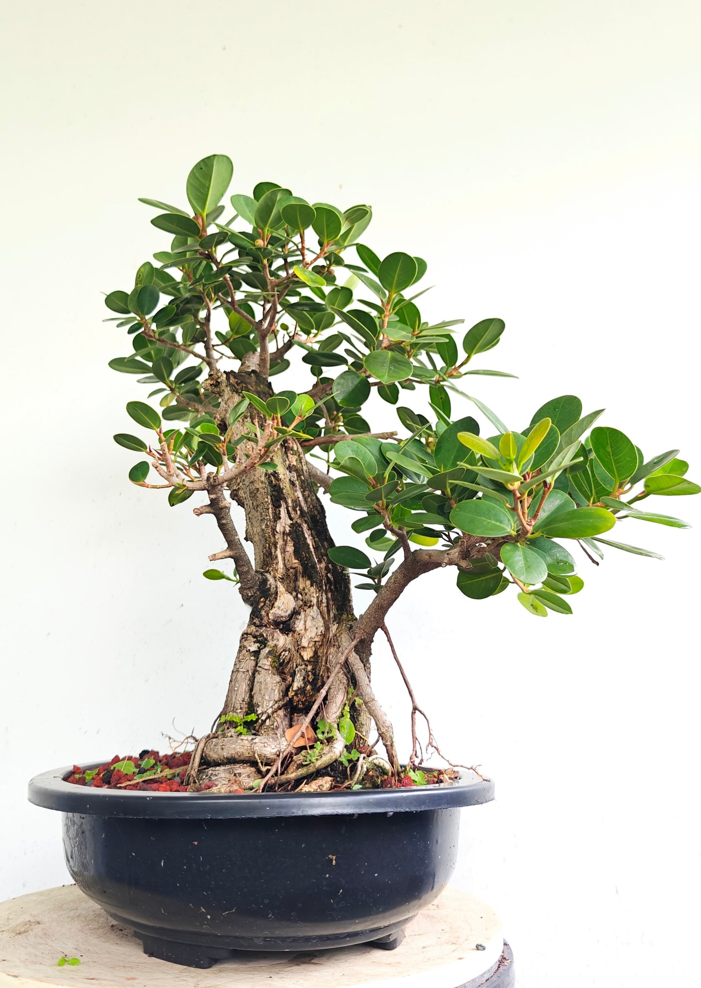 Green Island Ficus - 15 inch plastic pot