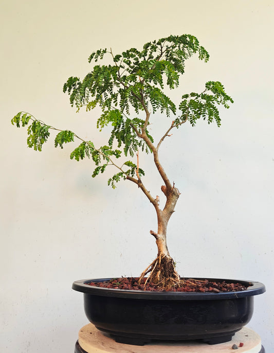 Thornless Flowering Brazilian Rain Tree - 15 Inch Plastic Pot