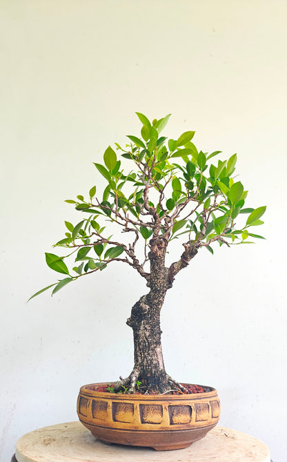 Tigerbark Ficus Bonsai