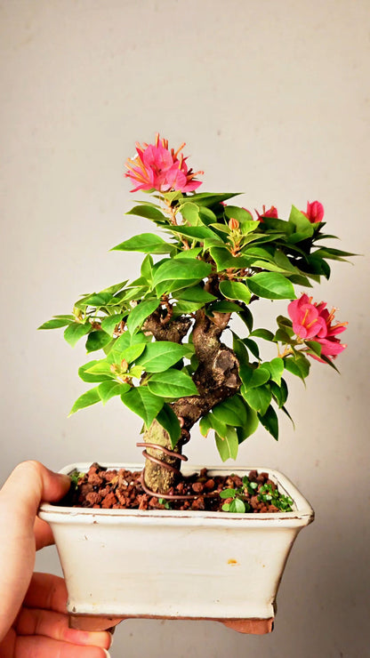 Pixie Bougainvillea Bonsai - 4 Inch Glazed Rectangle