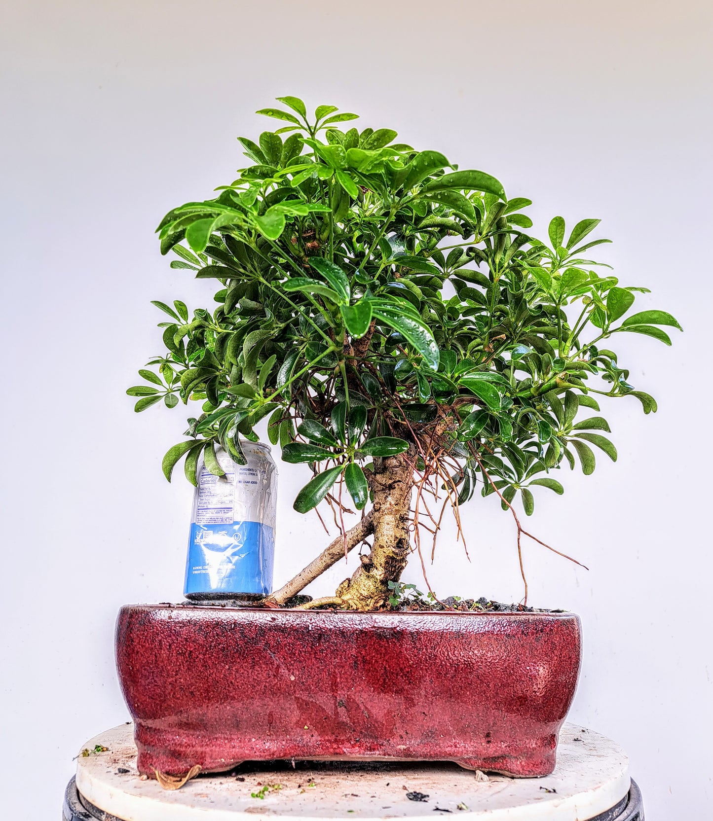 Dwarf Umbrella  Bonsai - 10 inch pot