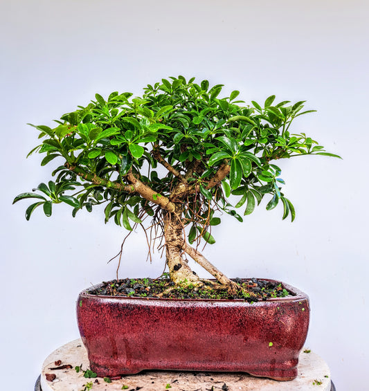 Dwarf Umbrella  Bonsai - 10 inch pot
